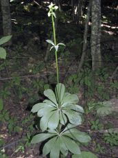 Lilium-martagon_бутонизация